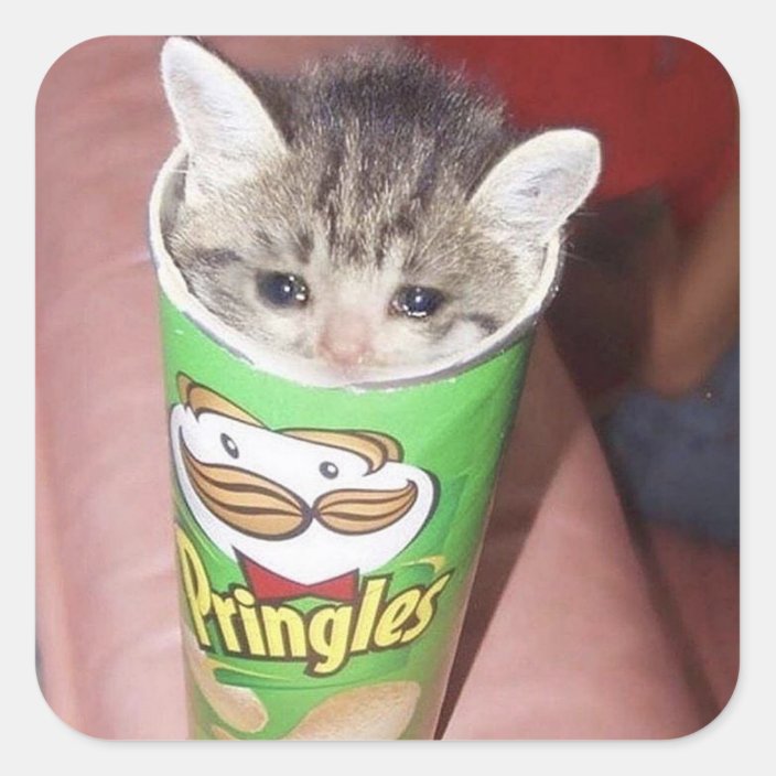 sad cat in pringles can square sticker | Zazzle.co.uk