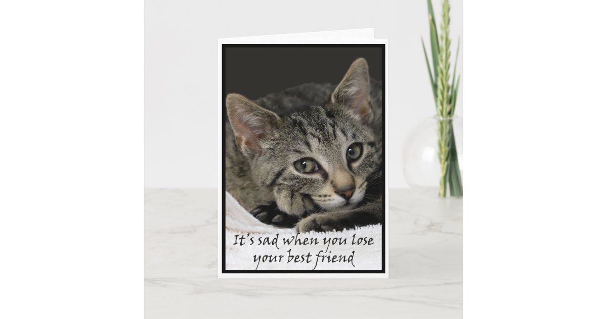 Sad Cat Offers Condolences On The Loss Of A Pet Card Zazzle Co Uk