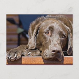 Sad Chocolate Lab Portrait Photograph Postcard