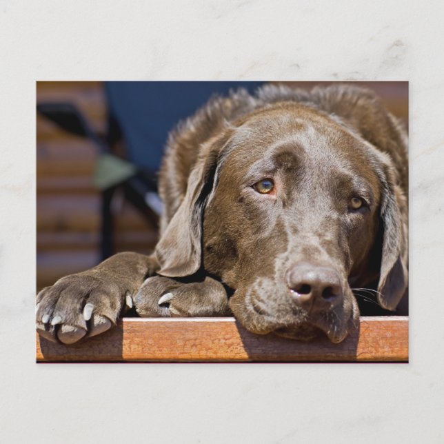 Sad Chocolate Lab Portrait Photograph Postcard (Front)
