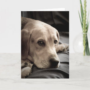 Sad Dog Missing You Card