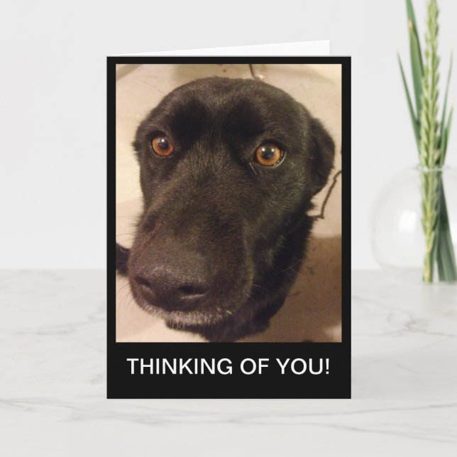 Sad Dog Thinking of you card (Front)