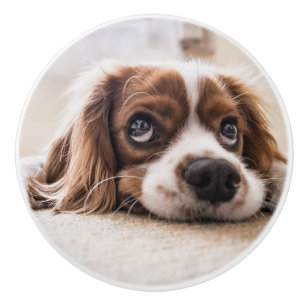 Sad-Eyed Cocker Spaniel Dog Ceramic Knob