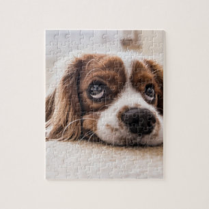 Sad-Eyed Cocker Spaniel Dog Jigsaw Puzzle