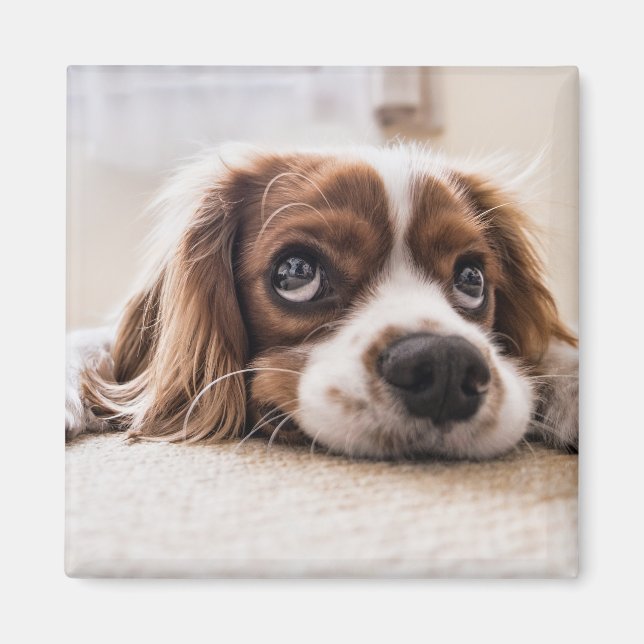 Sad-Eyed Cocker Spaniel Dog Magnet (Front)