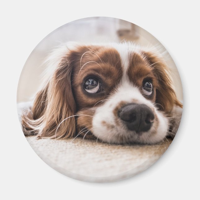 Sad-Eyed Cocker Spaniel Dog Magnet (Front)