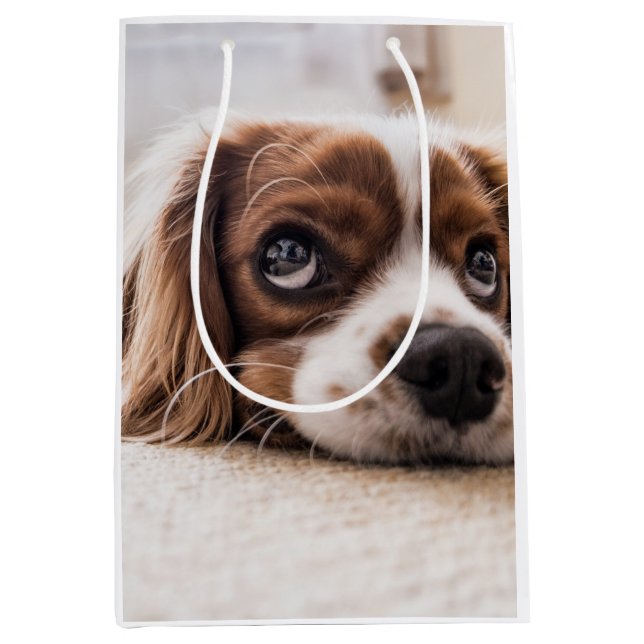 Sad-Eyed Cocker Spaniel Dog Medium Gift Bag (Front)