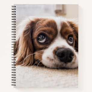 Sad-Eyed Cocker Spaniel Dog Notebook
