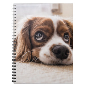 Sad-Eyed Cocker Spaniel Dog Notebook