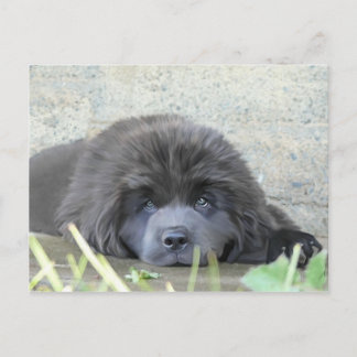 Sad Eyes Postcard