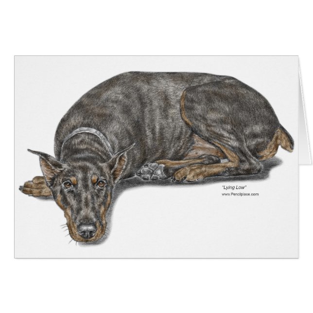 Sad Guilty Looking Doberman (Front Horizontal)