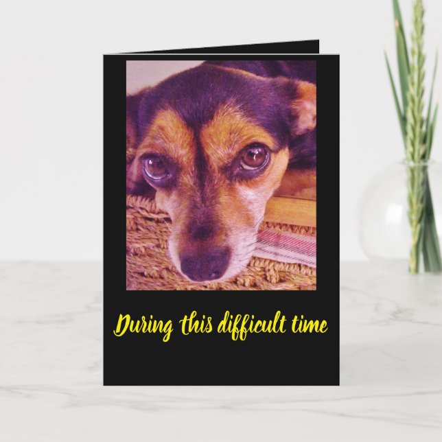 Sad Little Chihuahua Dog Face Sympathy Card (Front)