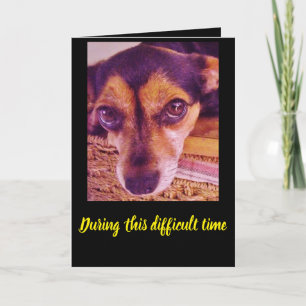 Sad Little Chihuahua Dog Face Sympathy Card