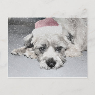 Sad little christmas dog holiday postcard