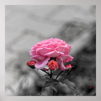 Sad pink rose poster