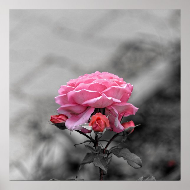 Sad pink rose poster (Front)