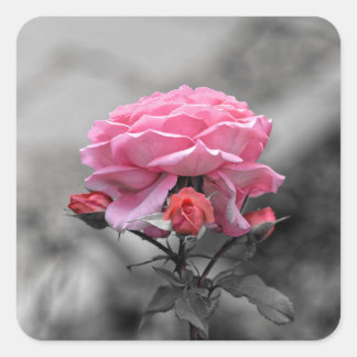 Sad pink rose square sticker
