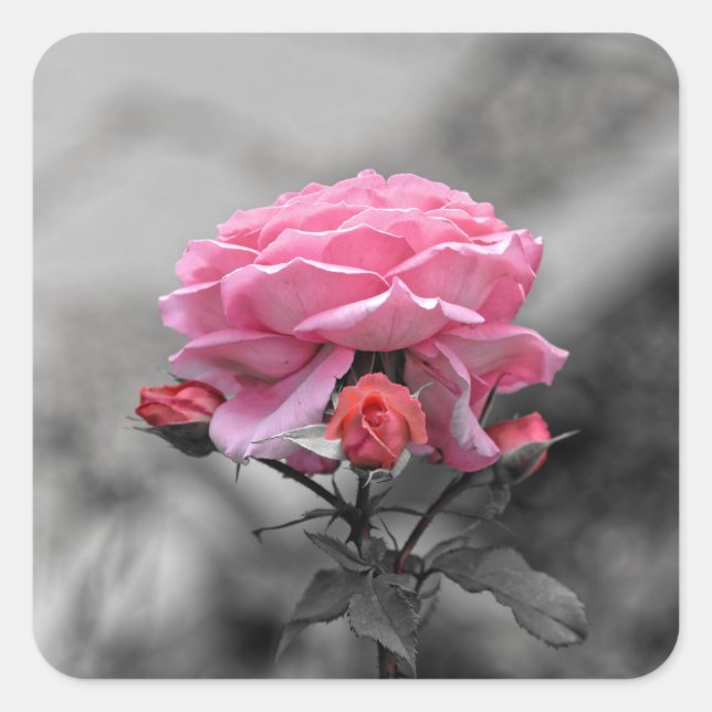 Sad pink rose square sticker (Front)