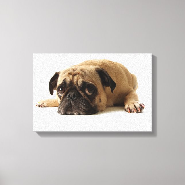 Sad Pug Canvas Print (Front)