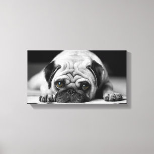 Sad Pug Canvas Print