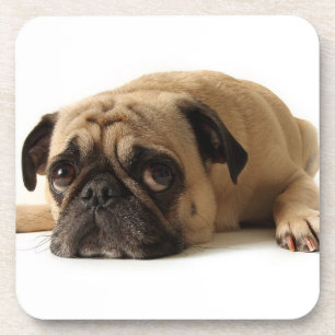 Sad Pug Coaster
