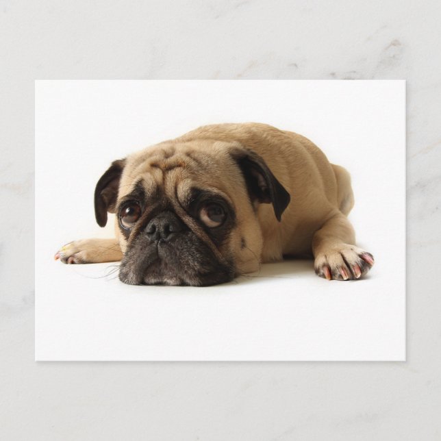 Sad Pug Postcard (Front)