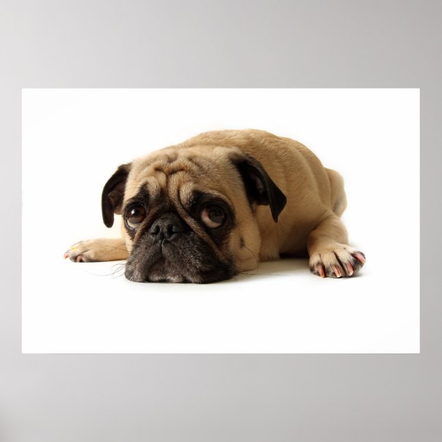 Sad Pug Poster (Front)