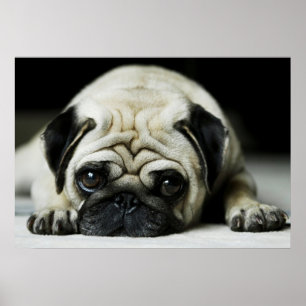 Sad Pug Puppy Dog Poster