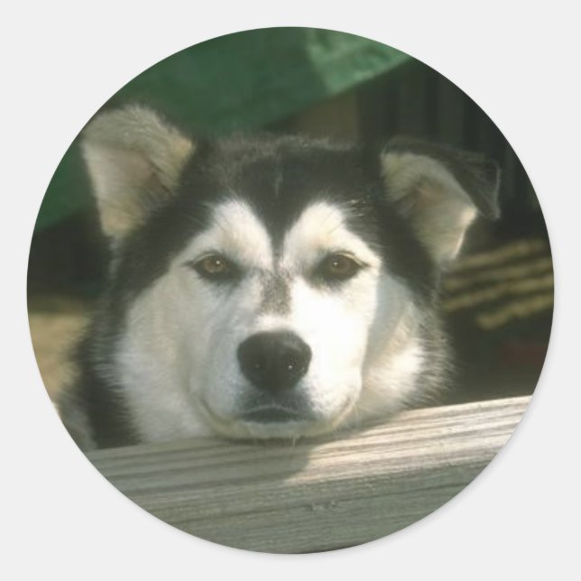 Sad Puppy Classic Round Sticker (Front)