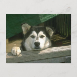 Sad Puppy Postcard