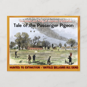 Sad Sad Tale of the Passenger Pigeon --~ Postcard