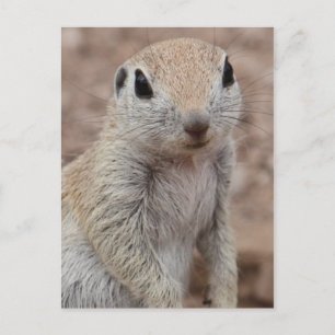 Sad Squirrel Postcard