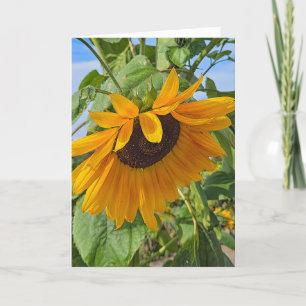 Sad Sunflower Card