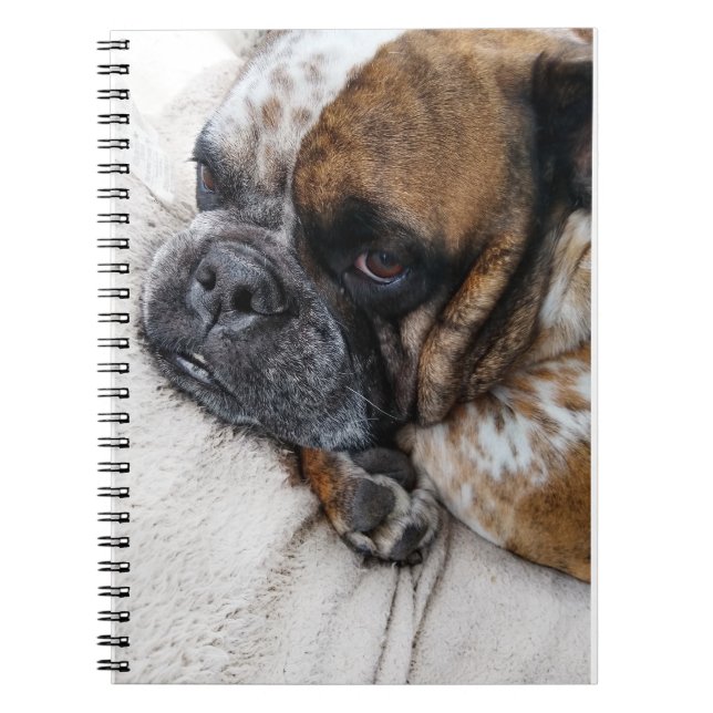 Sad Victorian Bulldog Photo 9x6 Notebook (Front)