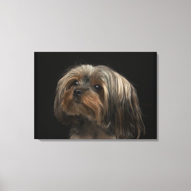 Sad yorking face looking to the left canvas print (Front)