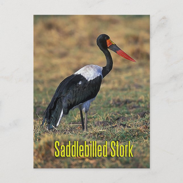 Saddle-billed stork postcard (Front)