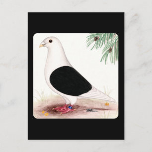 Saddle Homer Pigeon Postcard