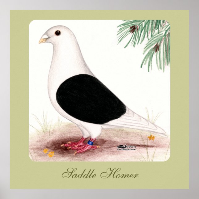 Saddle Homer Pigeon Poster (Front)