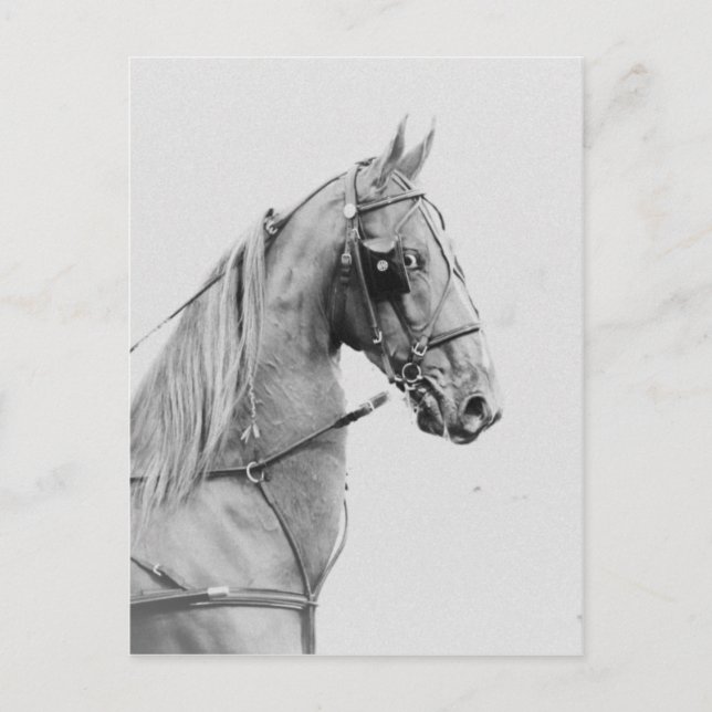 Saddlebred fine harness postcard (Front)