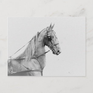 Saddlebred fine harness postcard