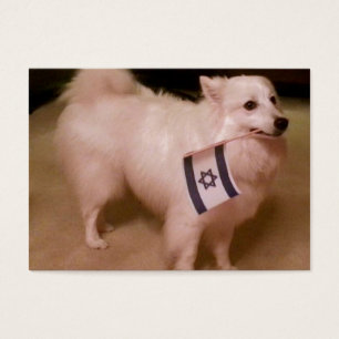 Sadie the Jewish Dog