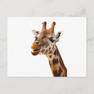 Safari Africa Jungle Giraffe Postcard