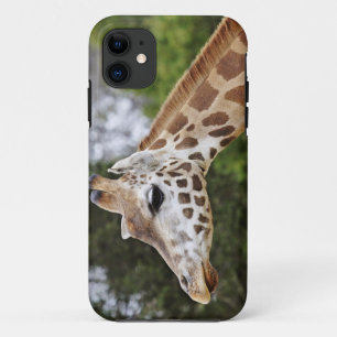 Safari Africa Mod Chic Classy Destiny Giraffe iPhone 11 Case