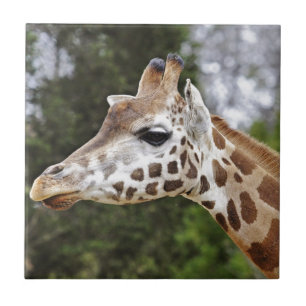 Safari Africa Mod Chic Classy Destiny Giraffe Tile
