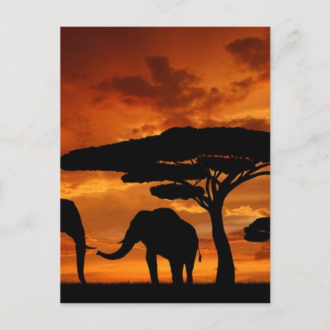 Safari African Baobab tree elephant silhouette Postcard (Front)
