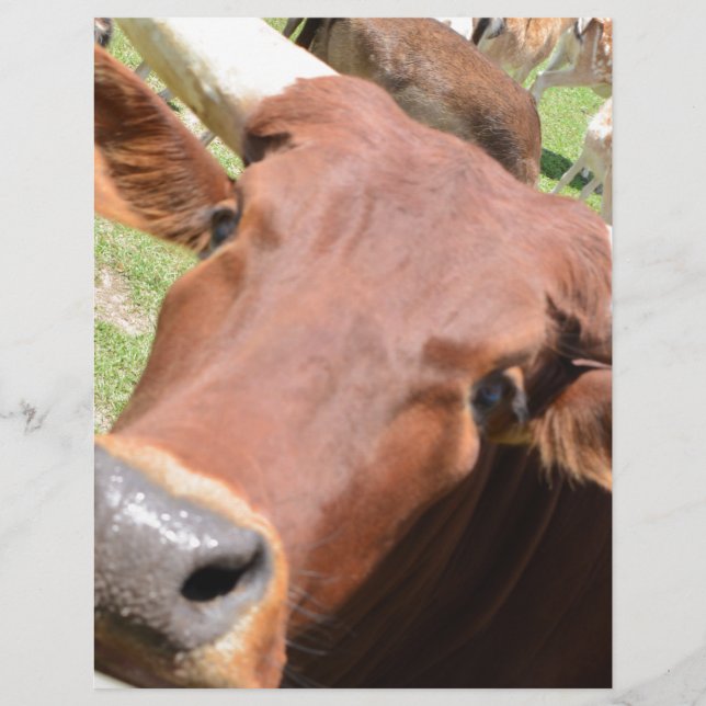Safari Brown Cow (Front)