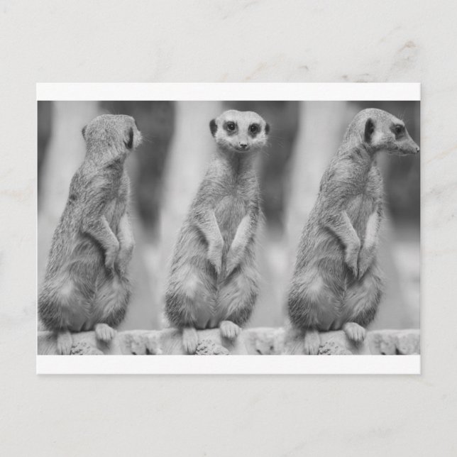 Safari Cute African Classy Suricate Meerkat Postcard (Front)