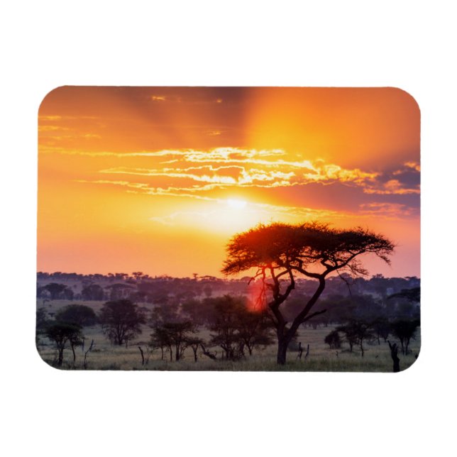 Safari in the Serengeti National Park Magnet (Horizontal)