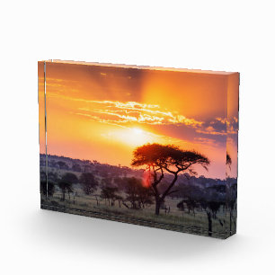 Safari in the Serengeti National Park Photo Block