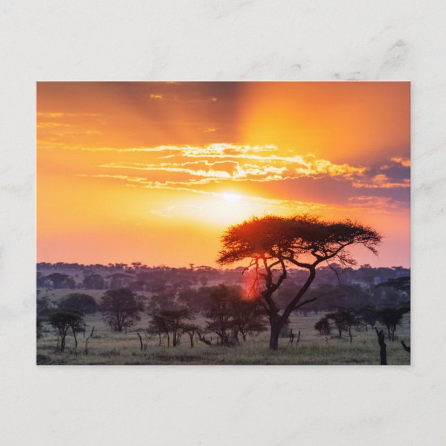 Safari in the Serengeti National Park Postcard (Front)